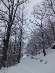 Nel bosco