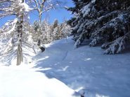 ingresso nella pineta