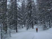 Nel bosco