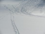 intrecci di tracce scendendo al lago dei Sabbioni