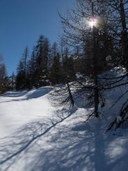 Il bosco
