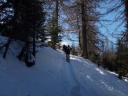 il bosco si dirada