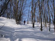 La faggeta finale verso la cima