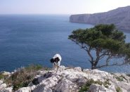 Dianetta e Cap Morgiou