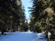 bel tratto nel bosco dopo il col de borne