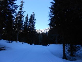nel bosco 