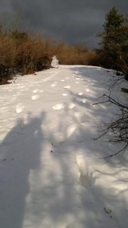 quasi in cima