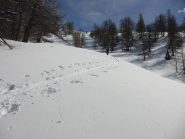 Uscendo dal bosco