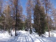 Bosco lungo la stradina