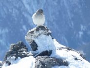 Un bellissimo uccellino ci aspetta in punta