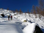 Quasi fuori dai pini