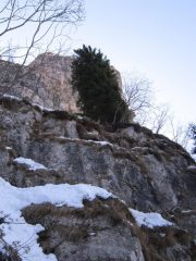 Il larice solitario