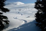 su una velocissima polvere  nel boschetto sopra Turnagain