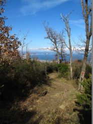 Nel bosco verso Albenga