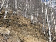 La distruzione dell'ambiente ad opera dei cinghiale sopra la Sassa