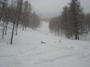 il bosco arato dal G.A.S.A.T.I.