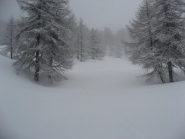 incredibile il Cotolivier intonso !