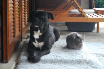 Karis & Kalimero a casa loro