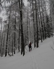 ambiente natalizio in foresta
