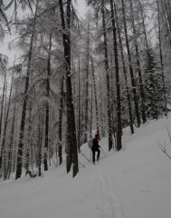 ambiente natalizio in foresta