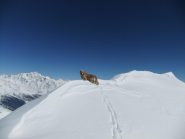 Sky traccia la cresta........