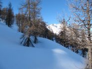 quasi fuori dal bosco... la neve è splendida