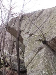 un bel highball con tanto di bonsai annesso