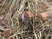 la natura al risveglio