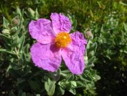 Fanno capolino i fiori....