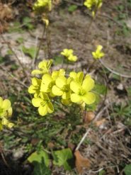 Diplotaxis muralis