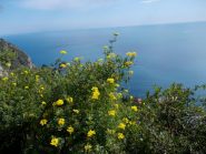 primi fiori