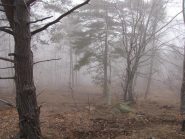 boschi di prese rossi versione londinese