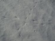 ....gallo confuso o innamorato?