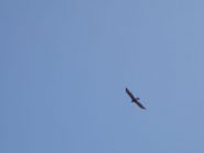 Aquila reale