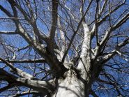 faggio al Bioley III