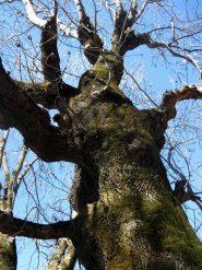 esemplari di Quercia ? a 1170