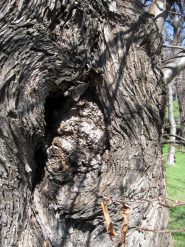 ulterior e dettaglio del tronco