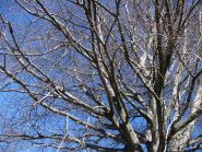 faggio al Bioley 1050 I