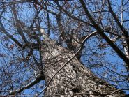 tronco del castagno di Nomaglio