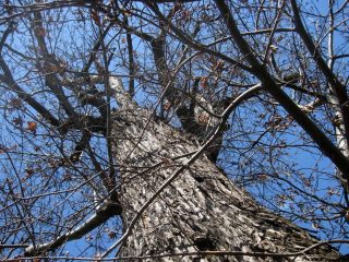 tronco del castagno di Nomaglio