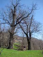 2 degli 8 castagni quasi monumentali di nomaglio