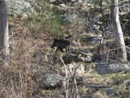 Abitanti odierni della borgata Coste