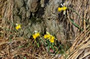 narcisi