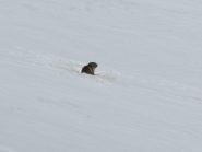 La prima marmotta della stagione