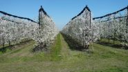 filari di prugne in fiore