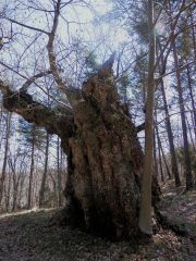 il castagno di 1300 anni