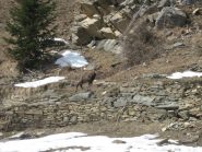 fauna locale