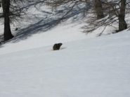 marmotta