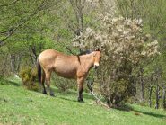 Cavalli al pascolo