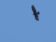 Rapace di grossa taglia